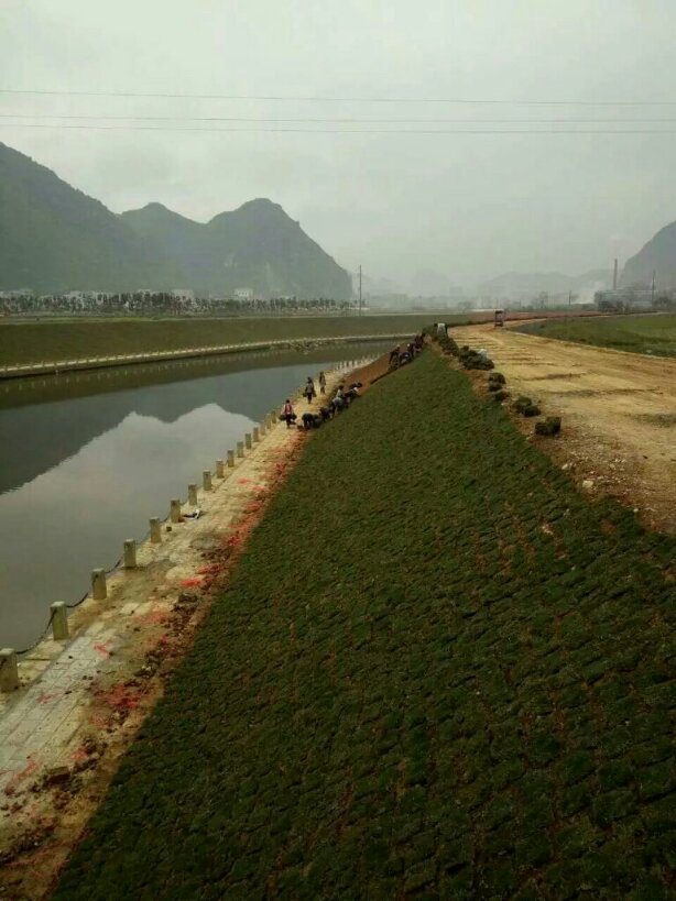 马尼拉草皮...