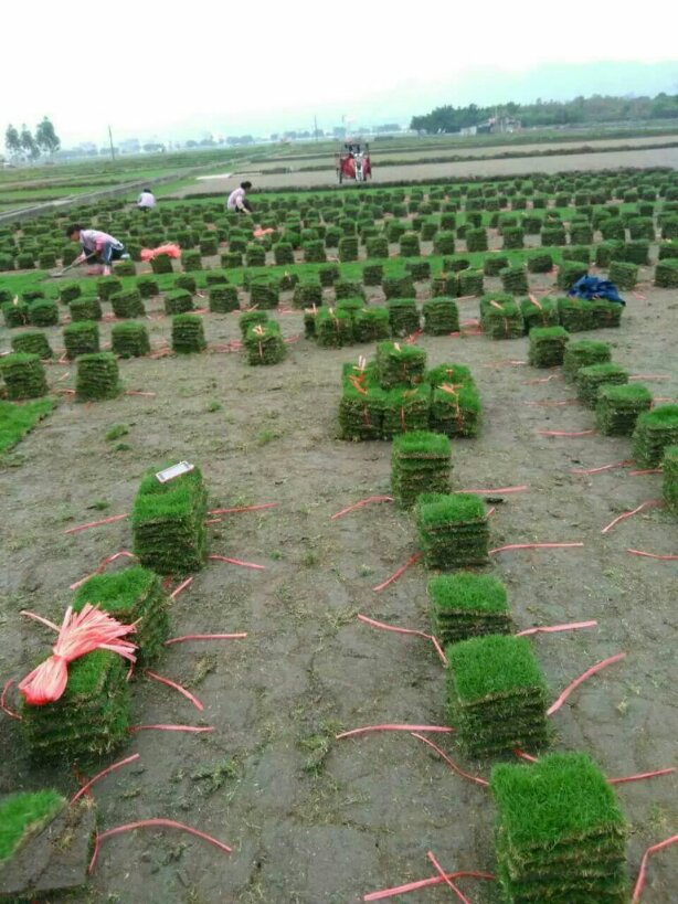 马尼拉草皮...