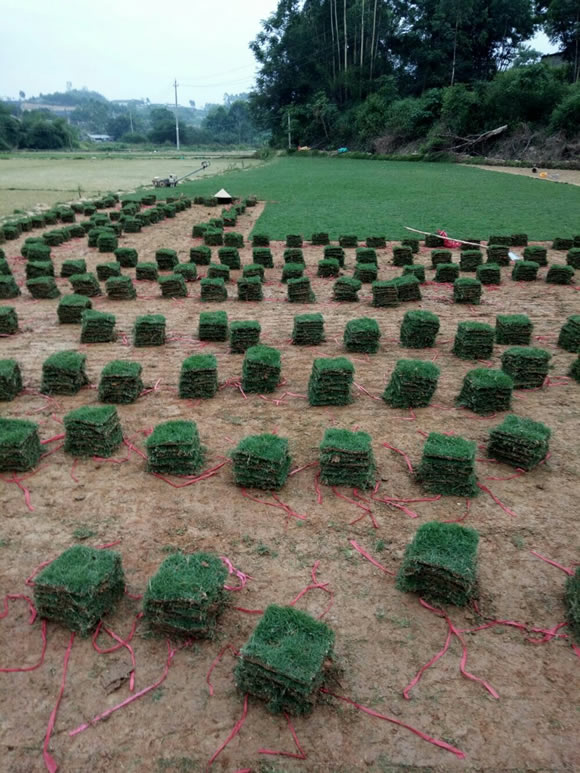 马尼拉草皮