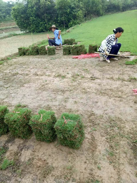 马尼拉草皮