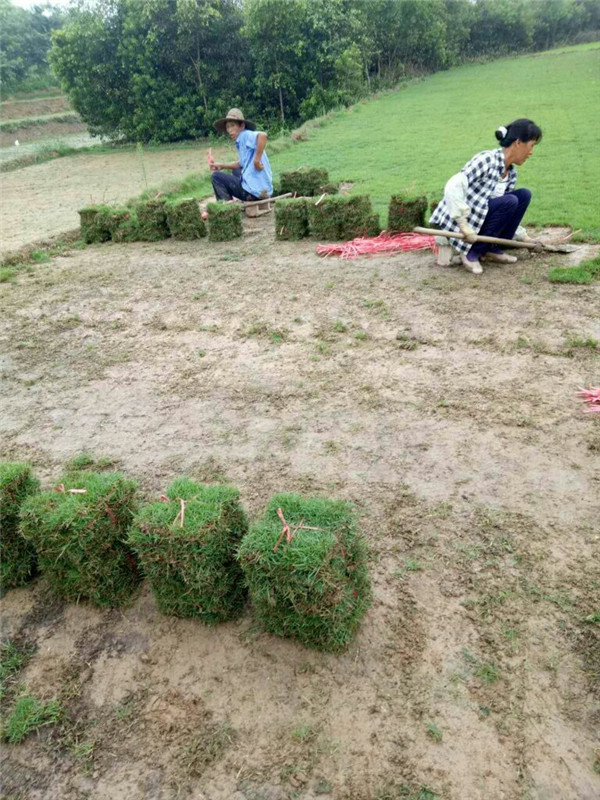 夏威夷草皮